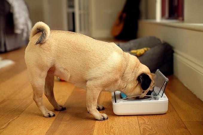 sure petcare surefeed motion activated sealed pet bowl not microchip activated sure petcare surefeed motion activated sealed pet bowl not microchip activated